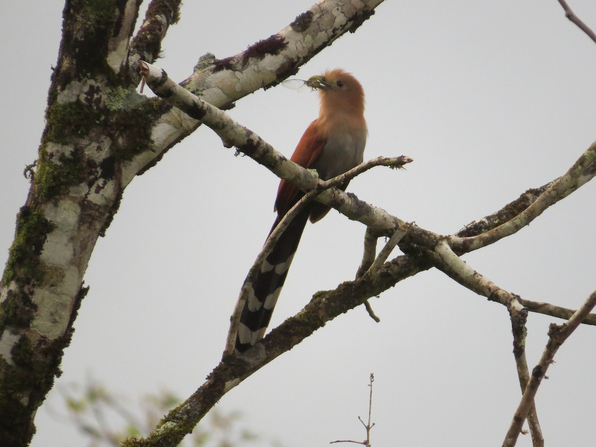 Squirrel Cuckoo - ML89532671