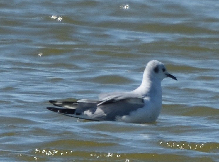 Bonaparte's Gull - ML89533781