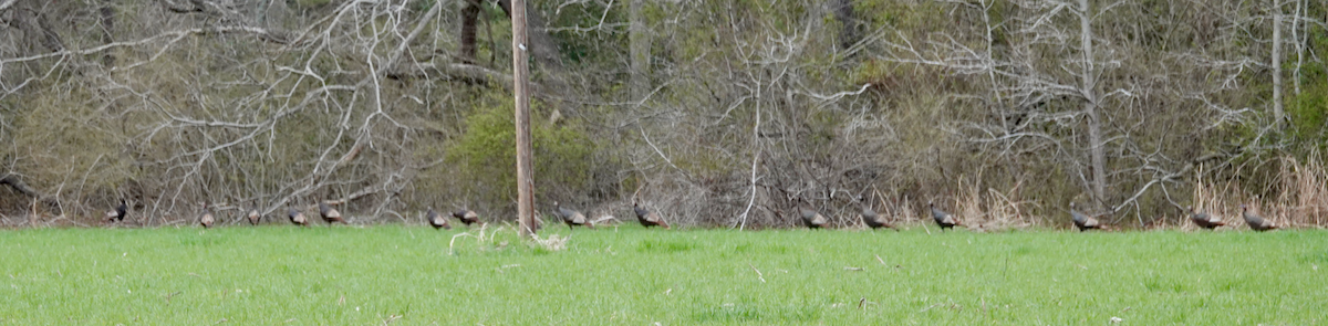 Wild Turkey - ML89534001