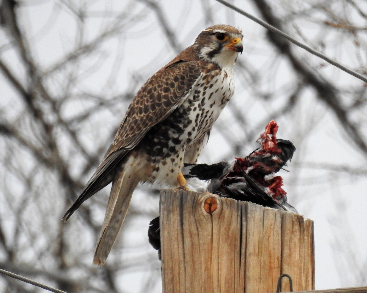 Prairie Falcon - ML89536061