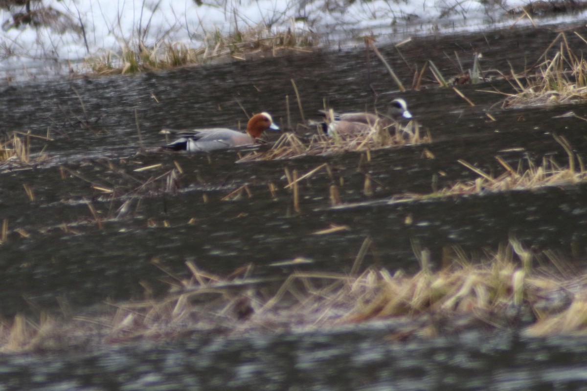 Eurasian Wigeon - Frank Coviello