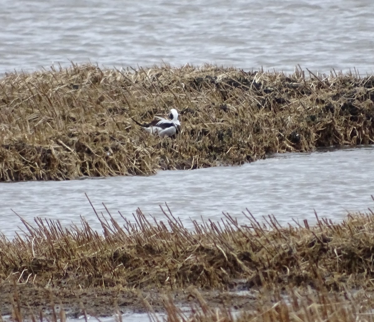 Long-tailed Duck - Sandra Keller