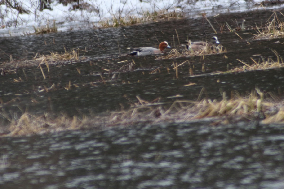 Eurasian Wigeon - Frank Coviello