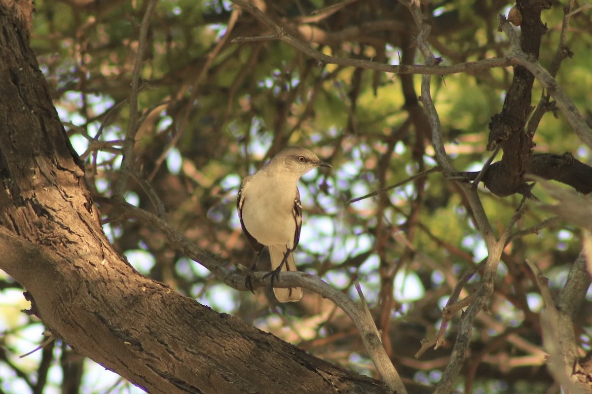 Northern Mockingbird - ML89537631