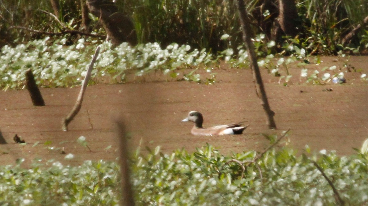 American Wigeon - ML89538111