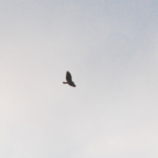 Swainson's Hawk - ML89538171