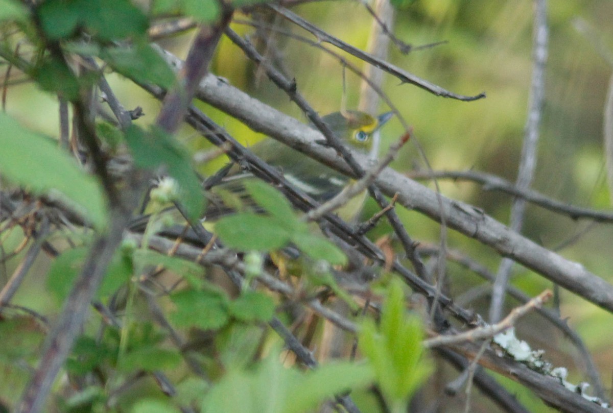 Vireo Ojiblanco - ML89538431