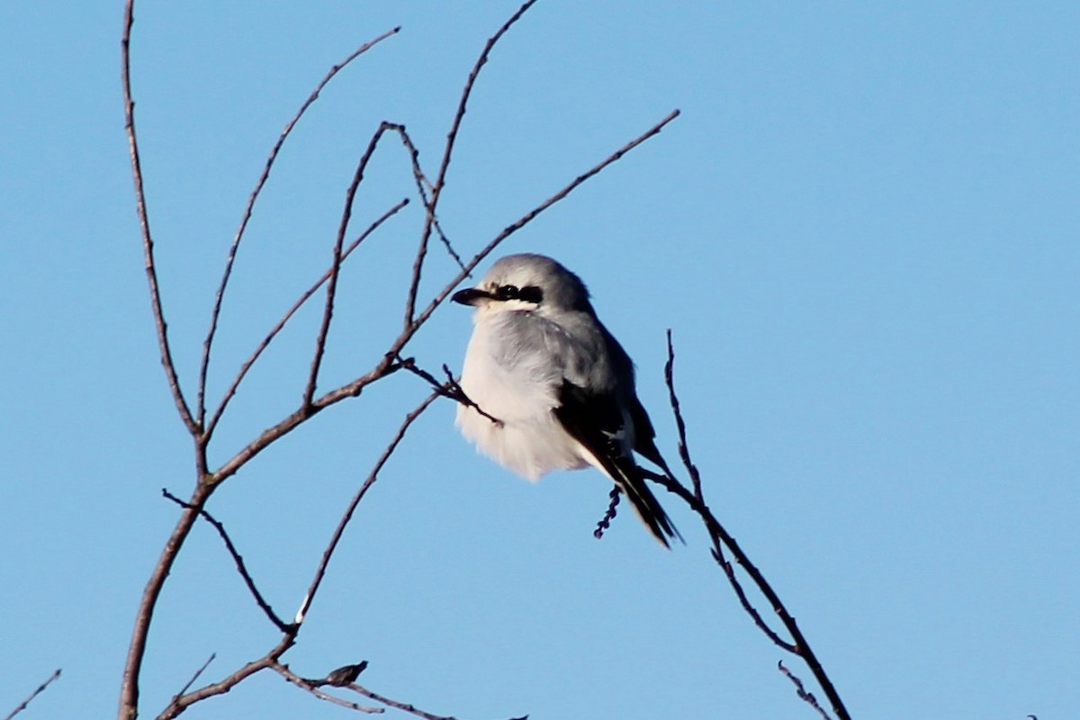 Northern Shrike - ML89540161