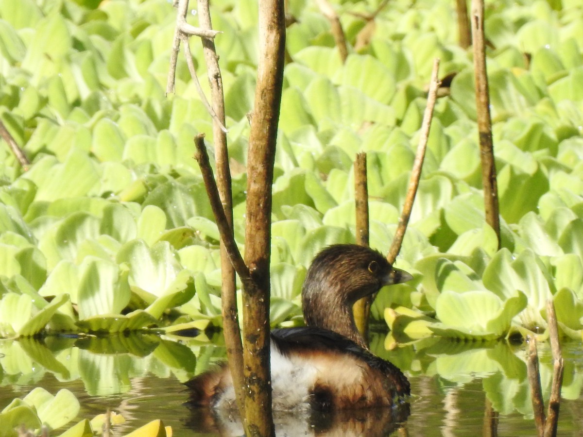 Pied-billed Grebe - ML89540211