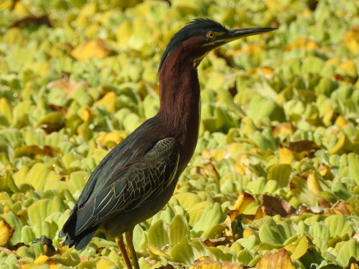 Green Heron - ML89541151