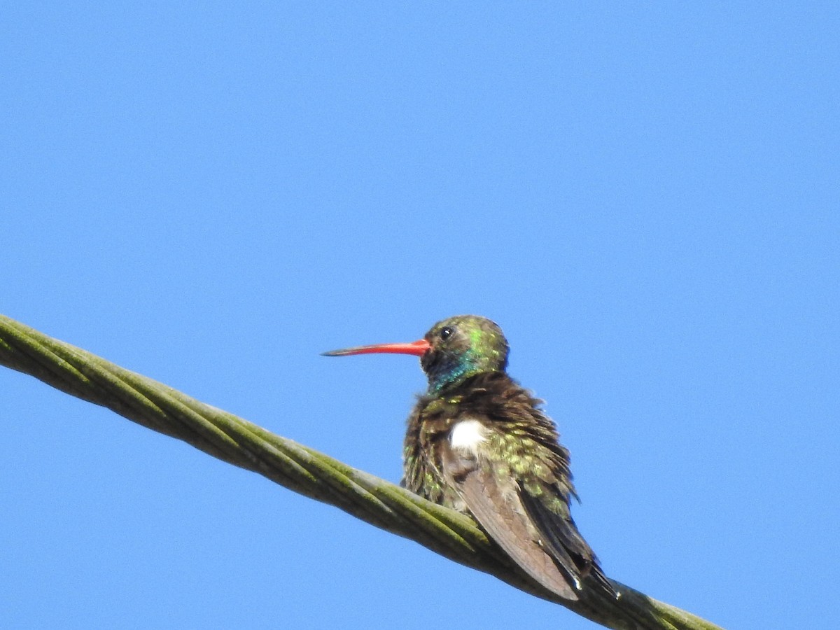 Broad-billed Hummingbird - Edward Jordan