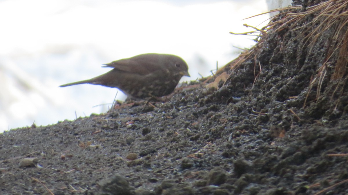 Fox Sparrow (Sooty) - ML89543861