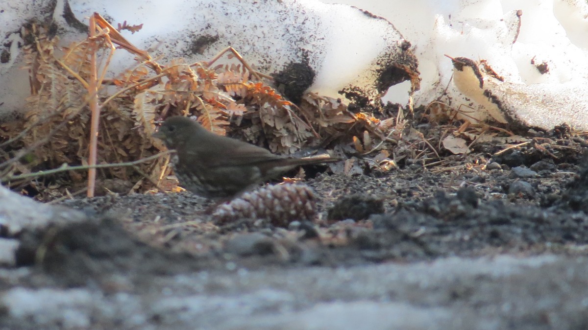 Fox Sparrow (Sooty) - ML89543871