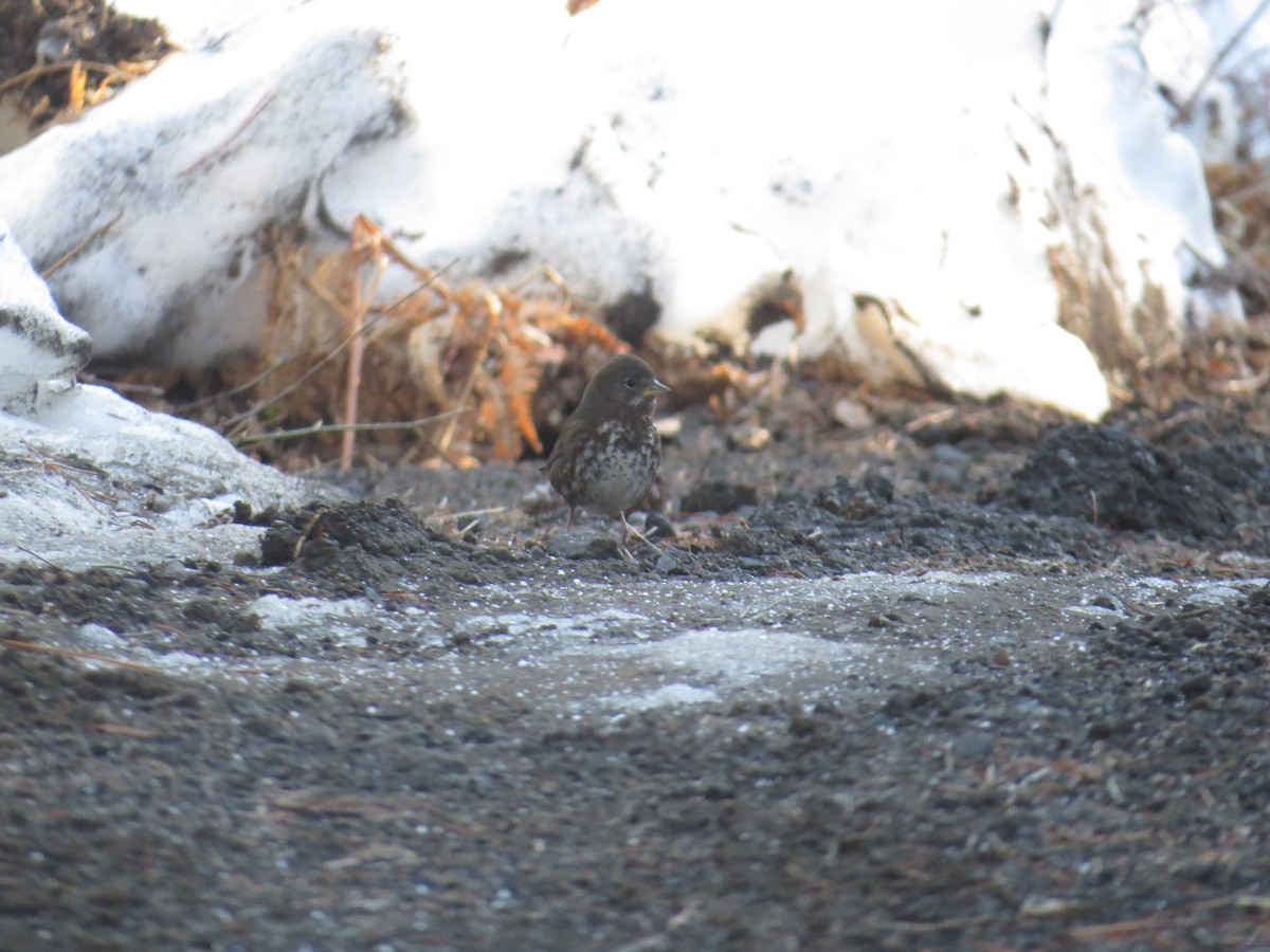Fox Sparrow (Sooty) - ML89543891