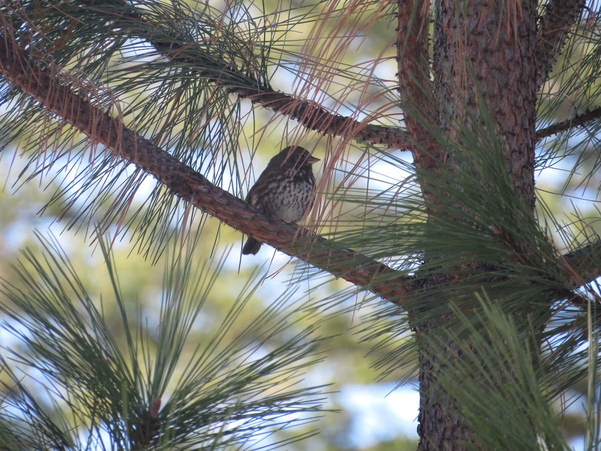 Fox Sparrow (Sooty) - ML89544241