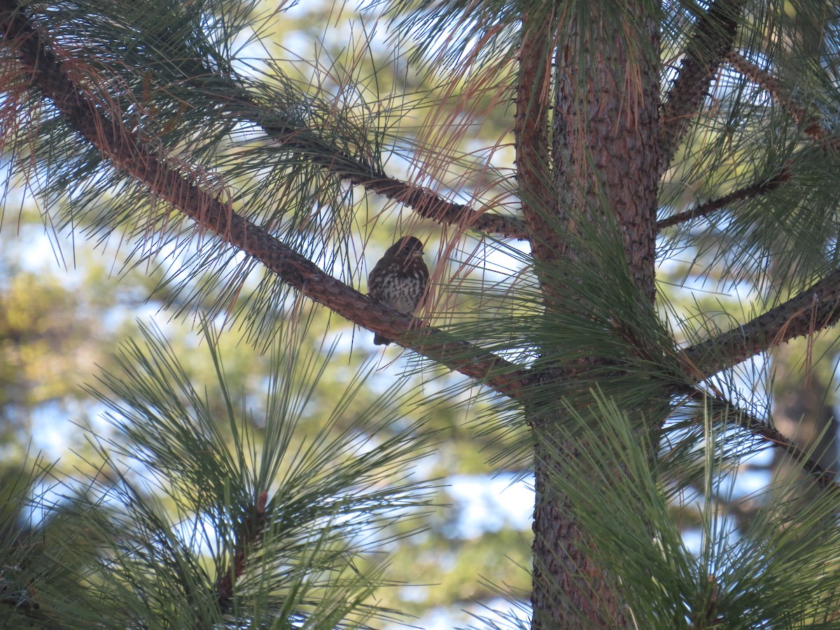 Fox Sparrow (Sooty) - ML89544251