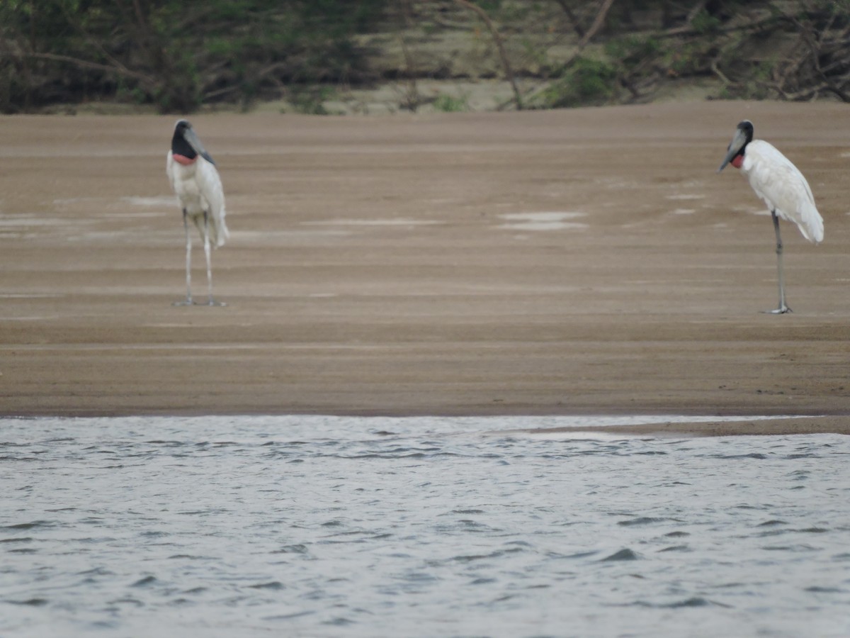Jabiru - ML89544531