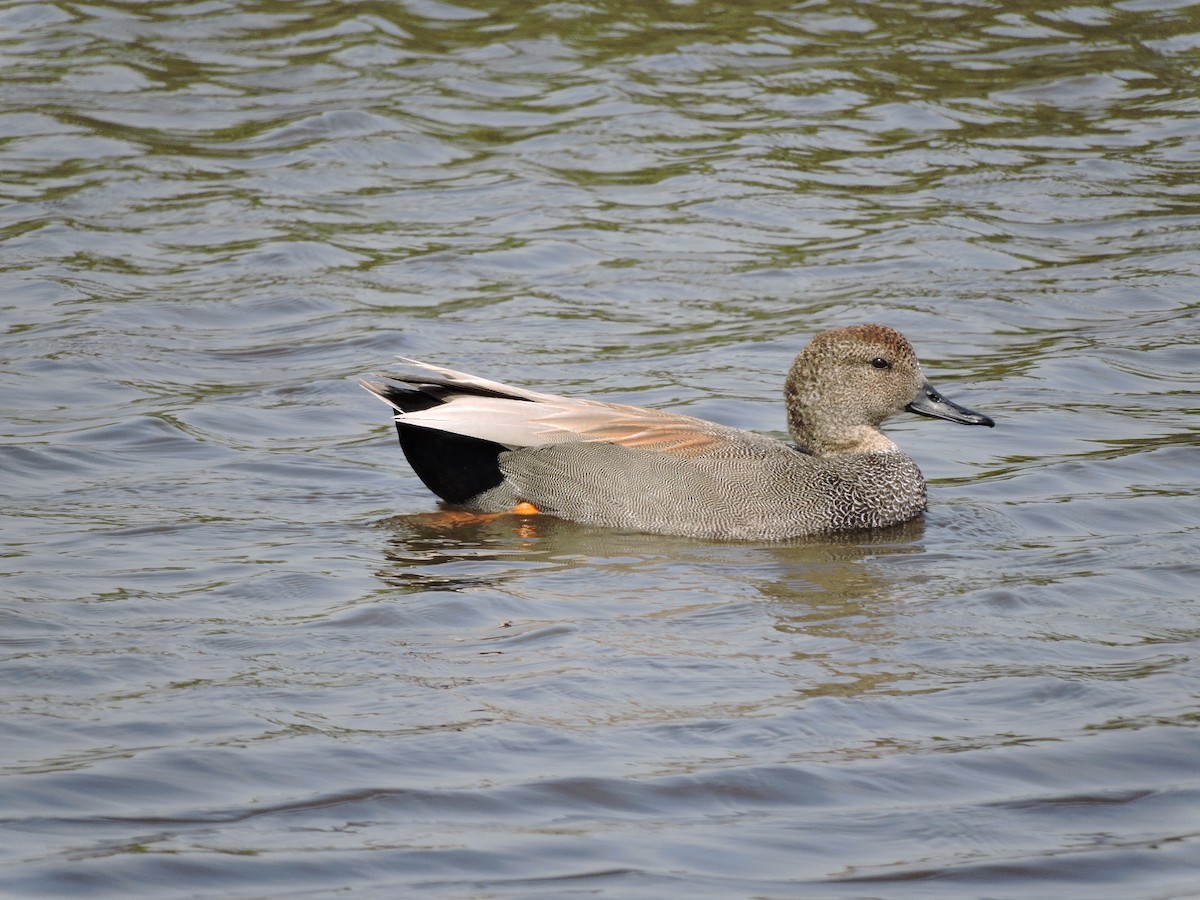 Gadwall - Gail DeLalla