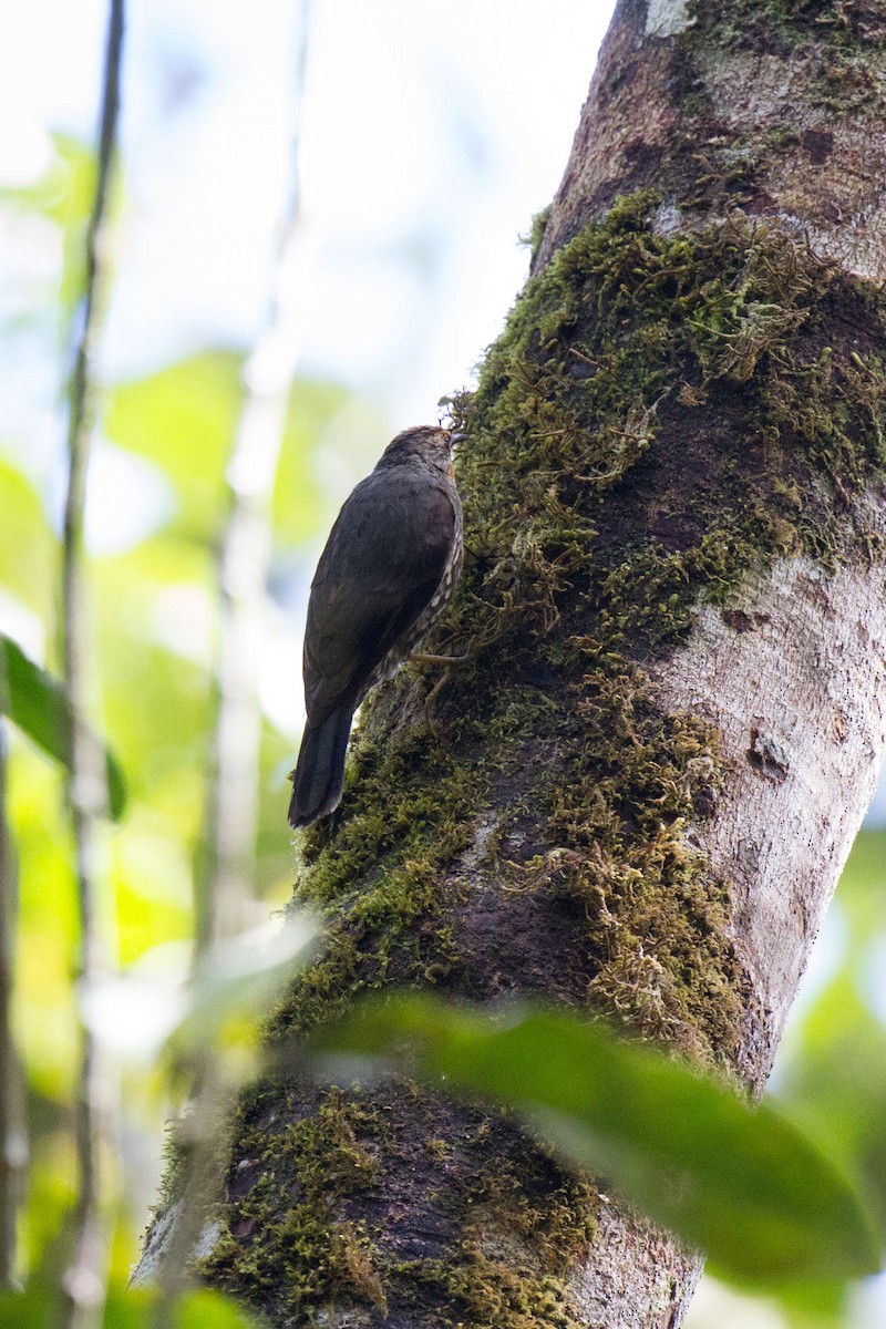 Papuan Treecreeper - Kristof Zyskowski