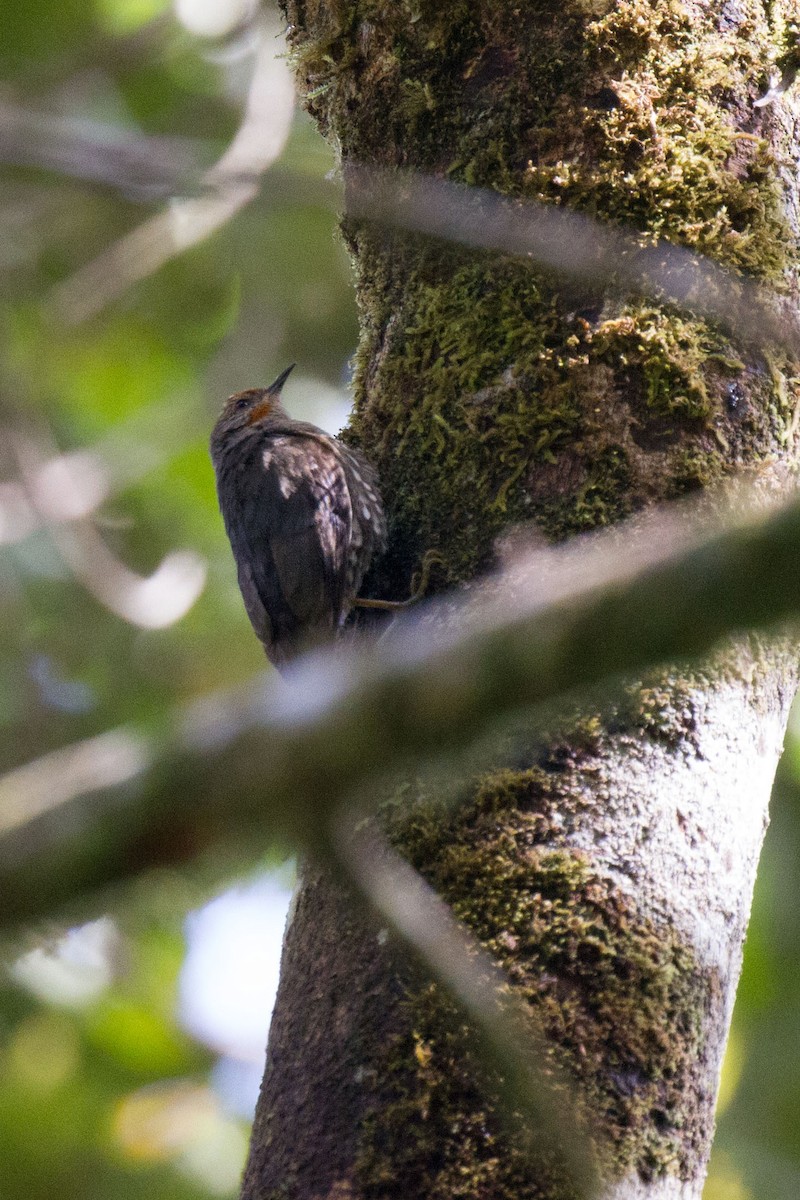 Papuan Treecreeper - ML89546731