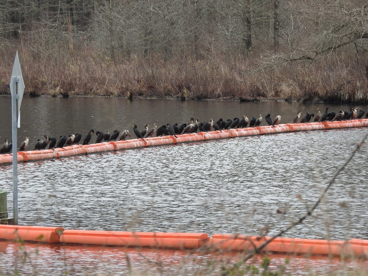 Double-crested Cormorant - ML89547501