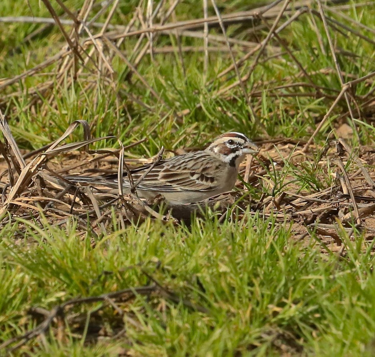 Lark Sparrow - ML89548441