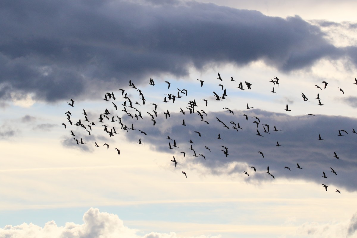 Greater White-fronted Goose - ML89549331