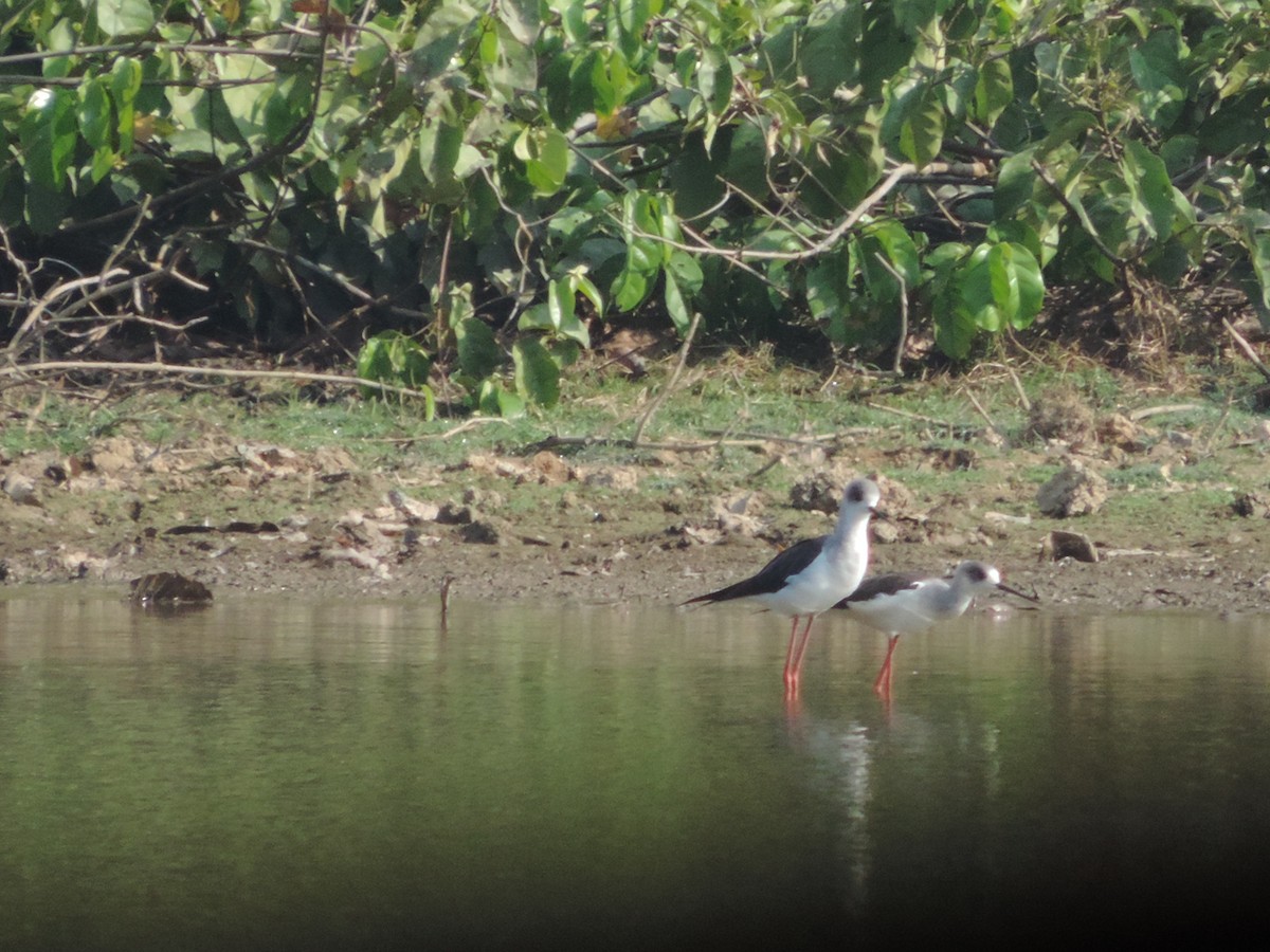 Black-winged Stilt - ML89552501