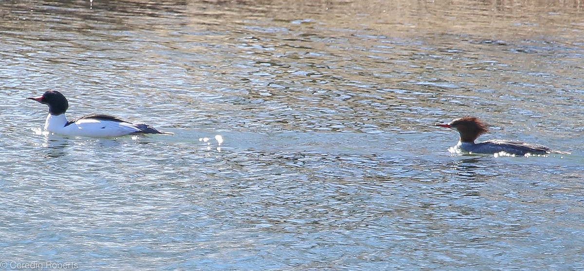 Common Merganser - ML89552551