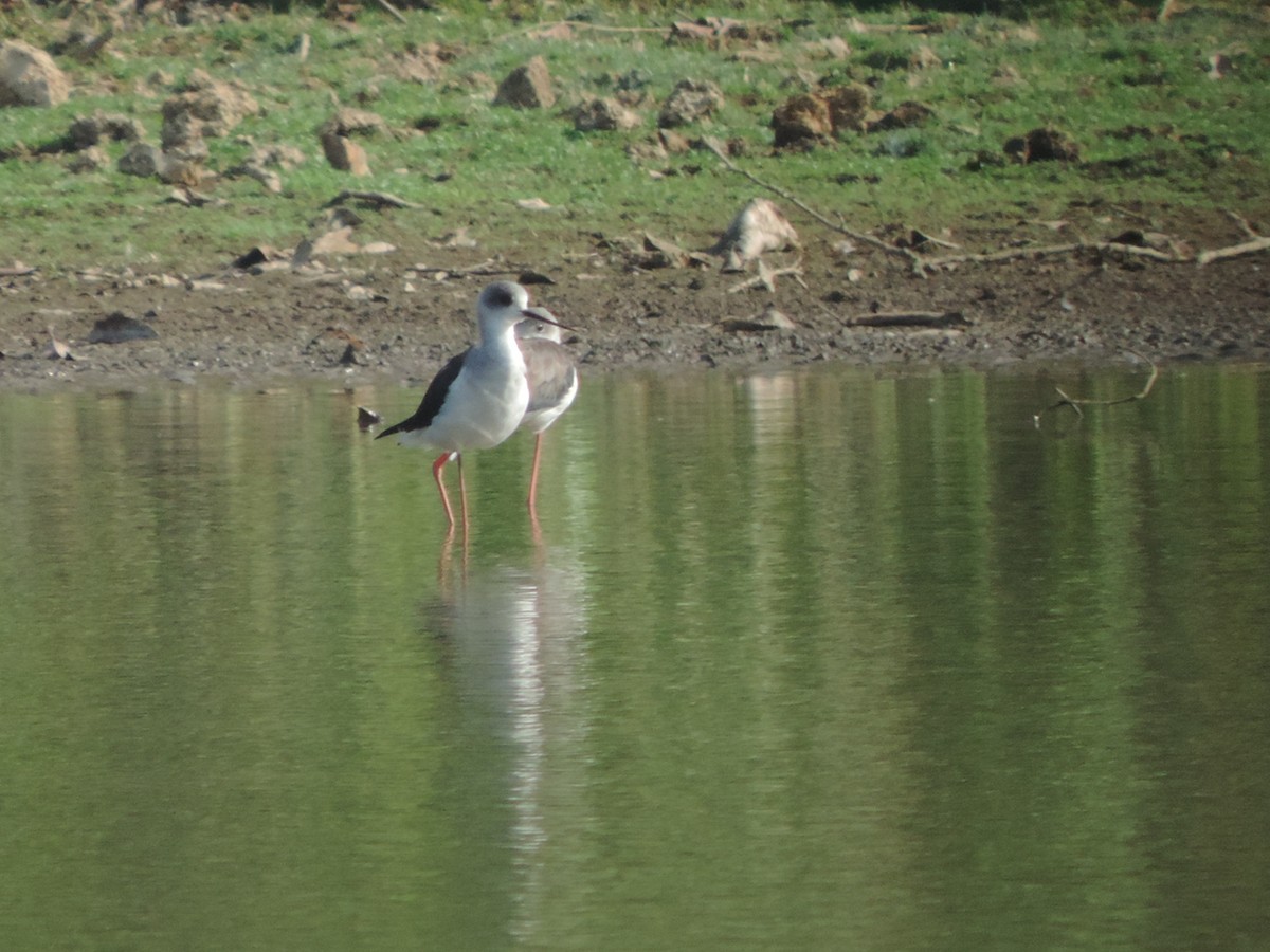 Black-winged Stilt - ML89552601