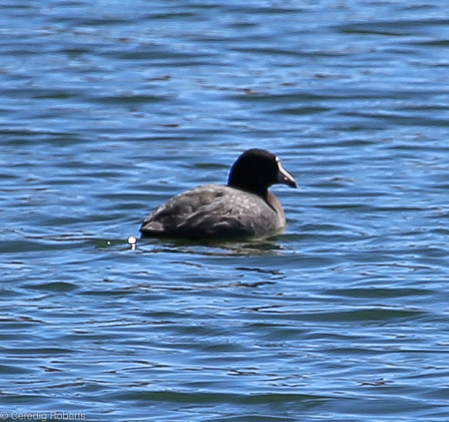 American Coot - ML89552701