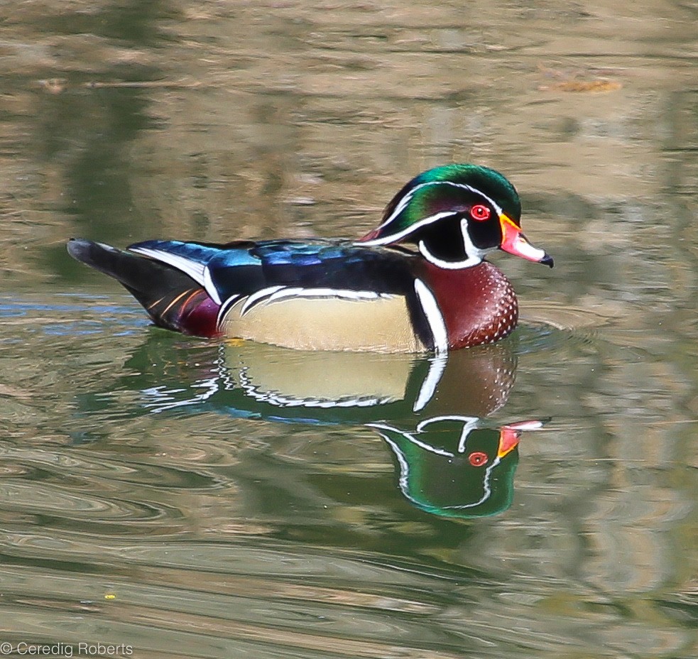 Wood Duck - ML89553211