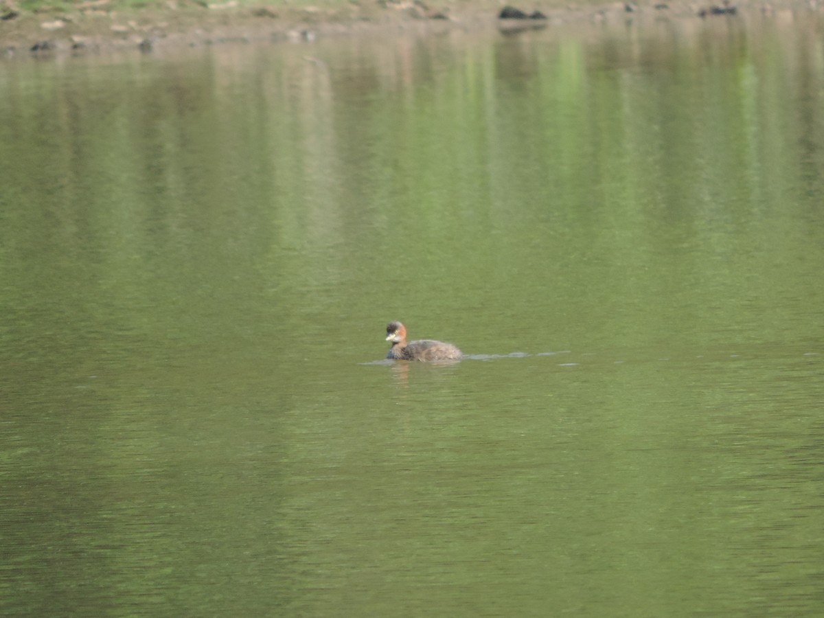 Little Grebe - Win Nwe