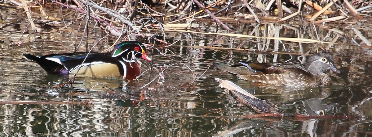 Wood Duck - ML89553761