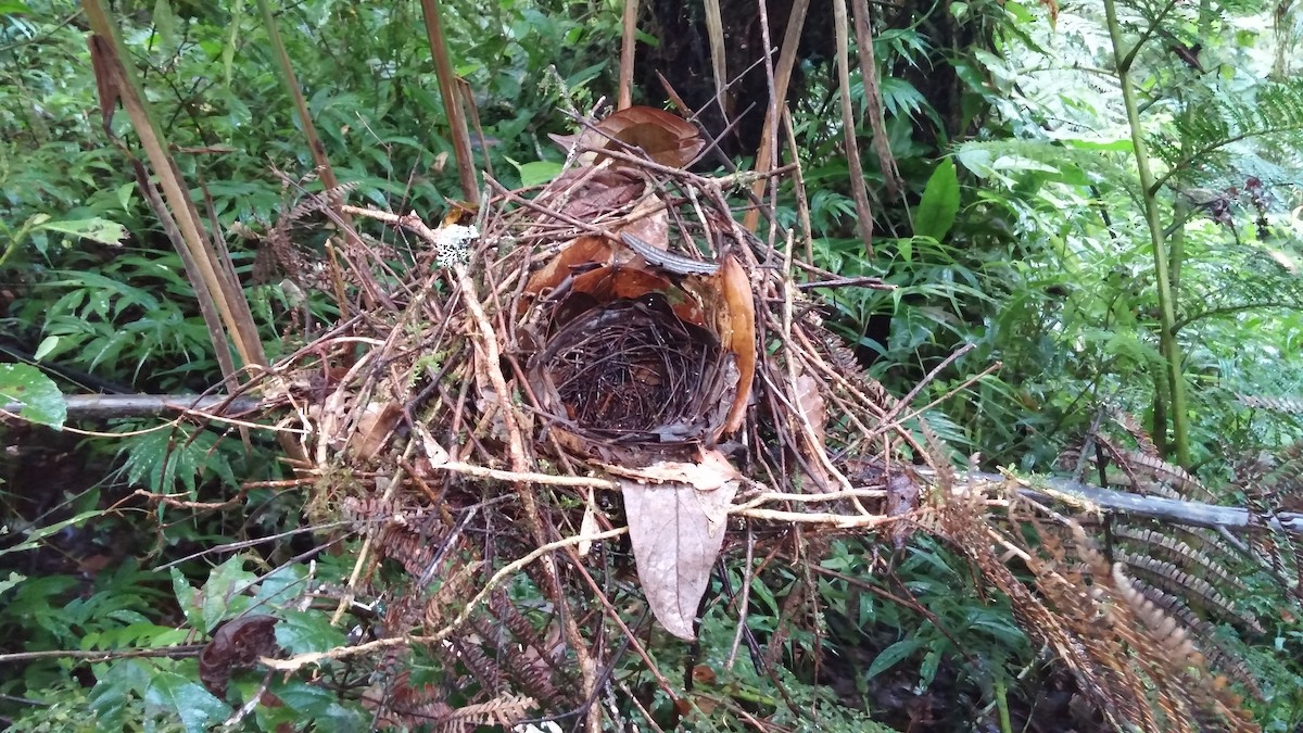 Vogelkop Bowerbird - ML89553861