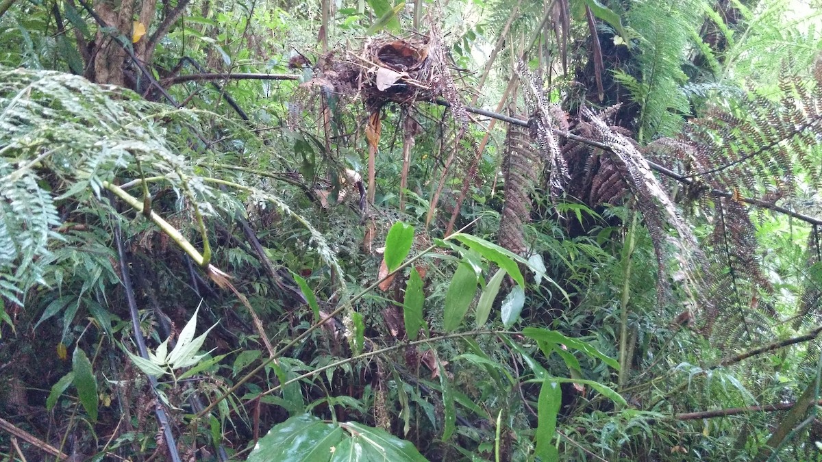 Vogelkop Bowerbird - ML89554301