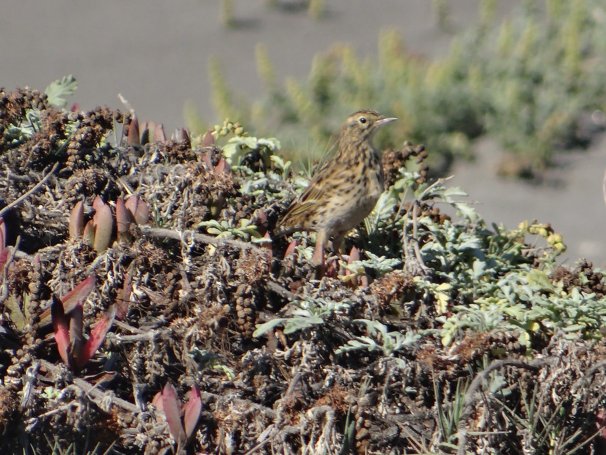 Correndera Pipit - Mats Jonasson