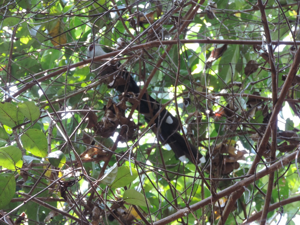 Green-billed Malkoha - ML89555821