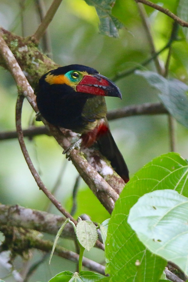 Golden-collared Toucanet - Gabriel Willow