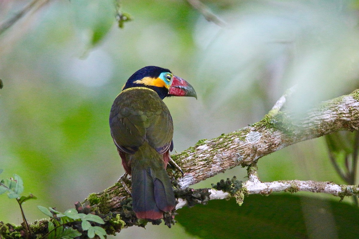 Golden-collared Toucanet - Gabriel Willow