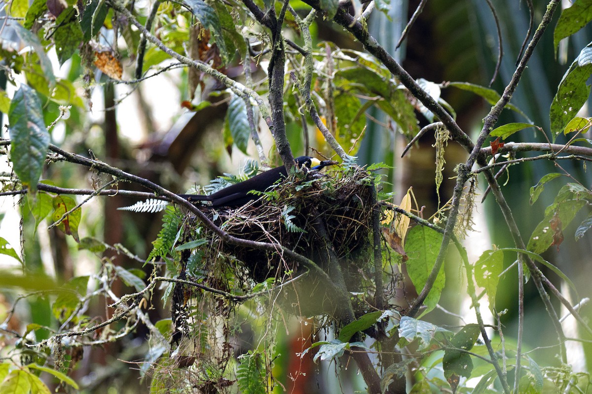Long-tailed Paradigalla - ML89556551