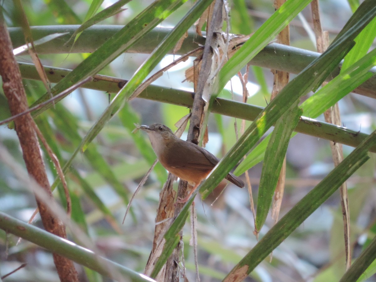 Abbott's Babbler - Win Nwe