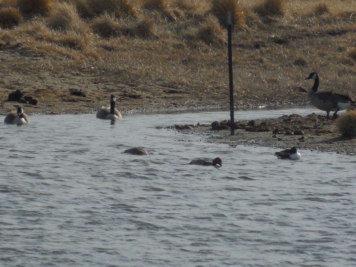 Northern Shoveler - ML89558181