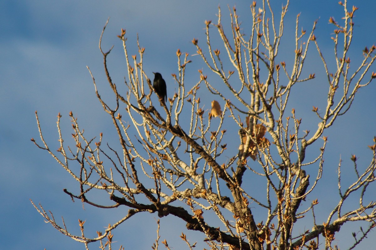 European Starling - David Lerwill