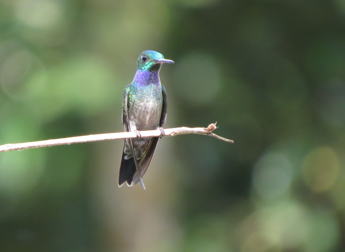 Blue-chested Hummingbird - Karen Halliday