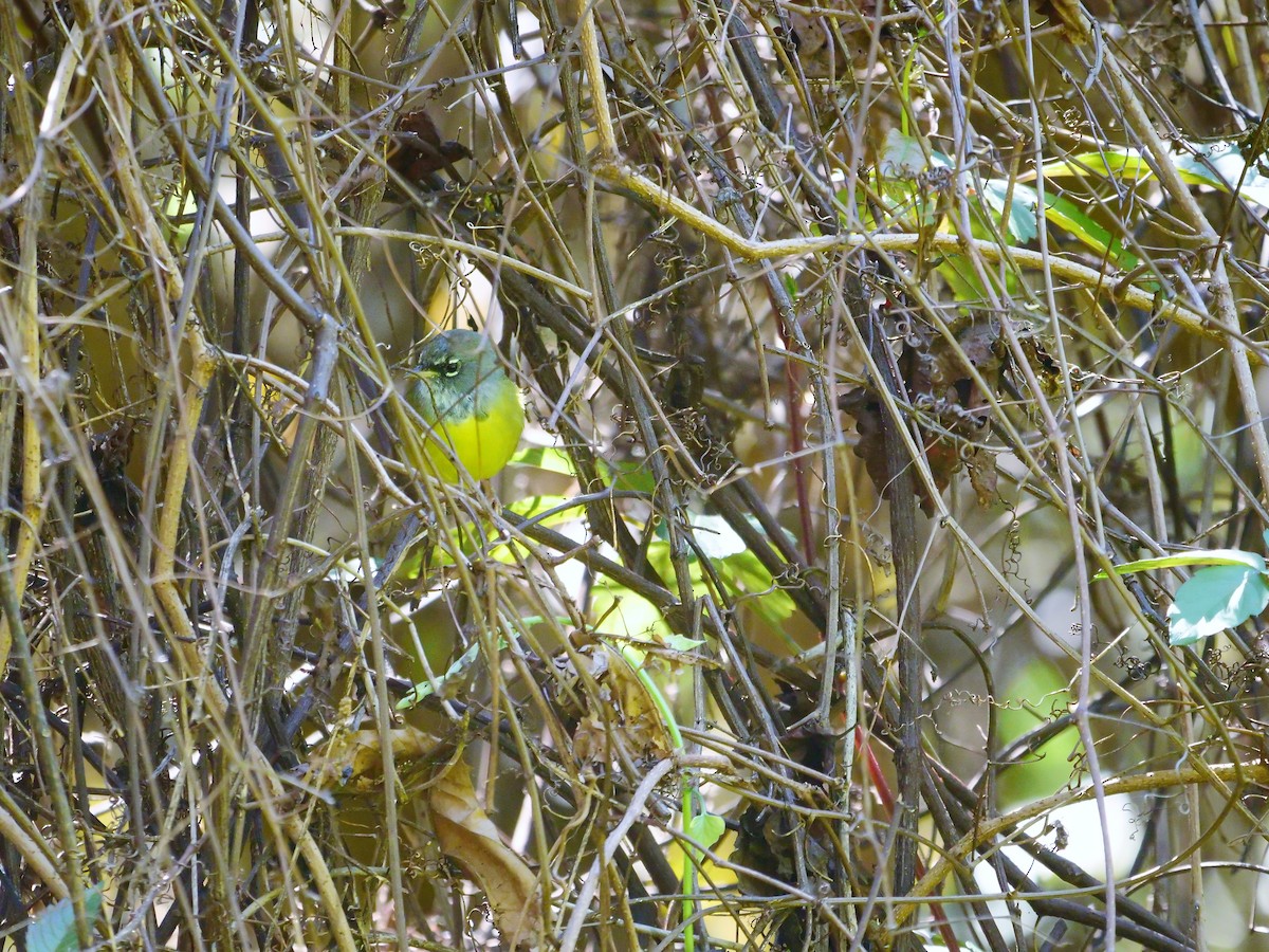 Dickichtwaldsänger - ML89566161