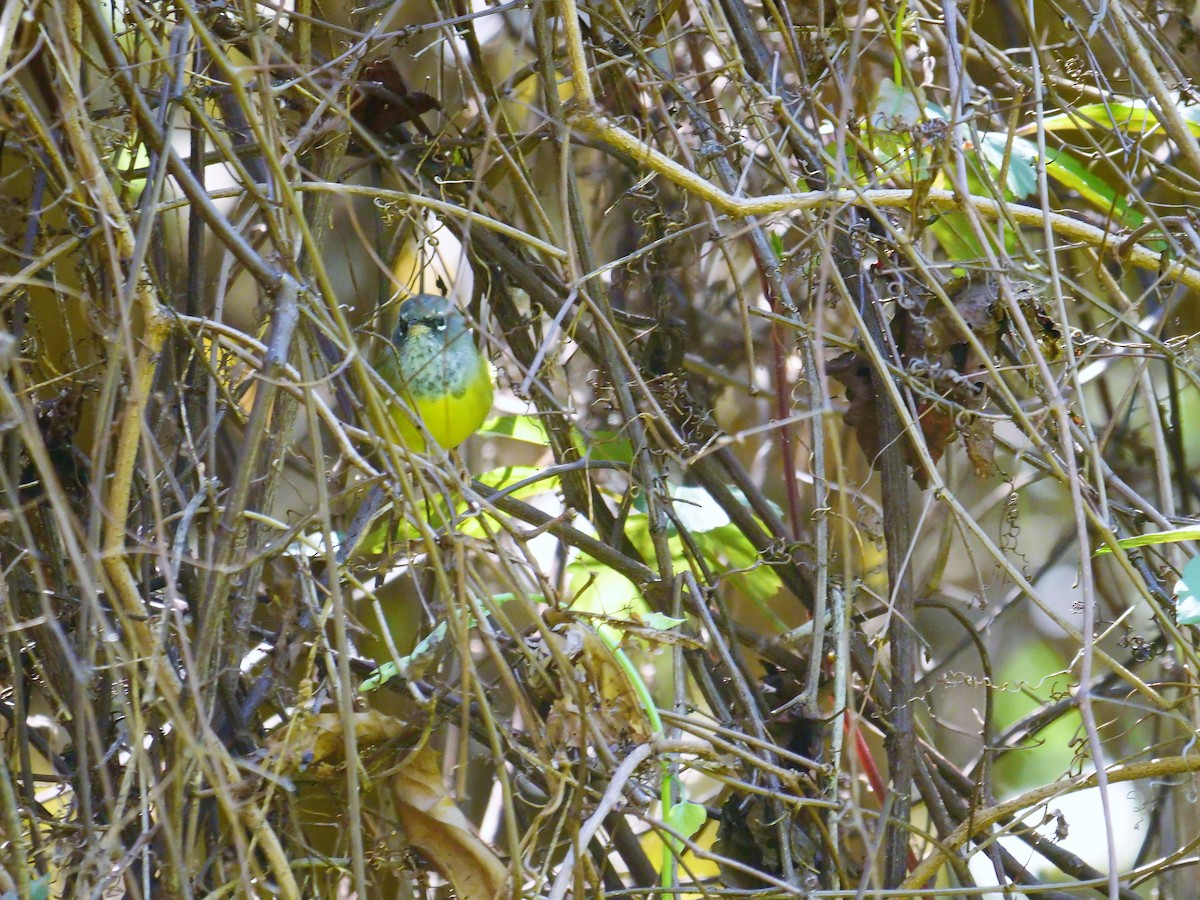 Dickichtwaldsänger - ML89566191