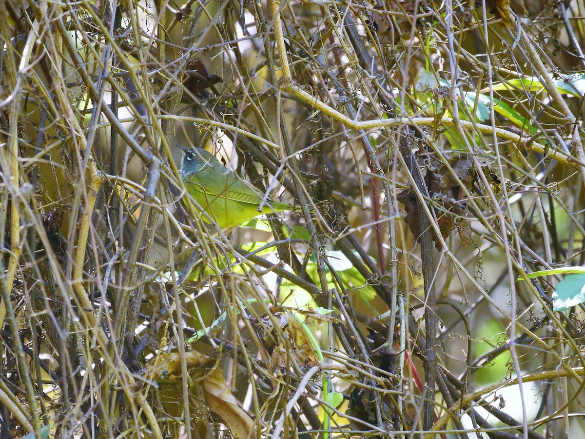 Dickichtwaldsänger - ML89566201