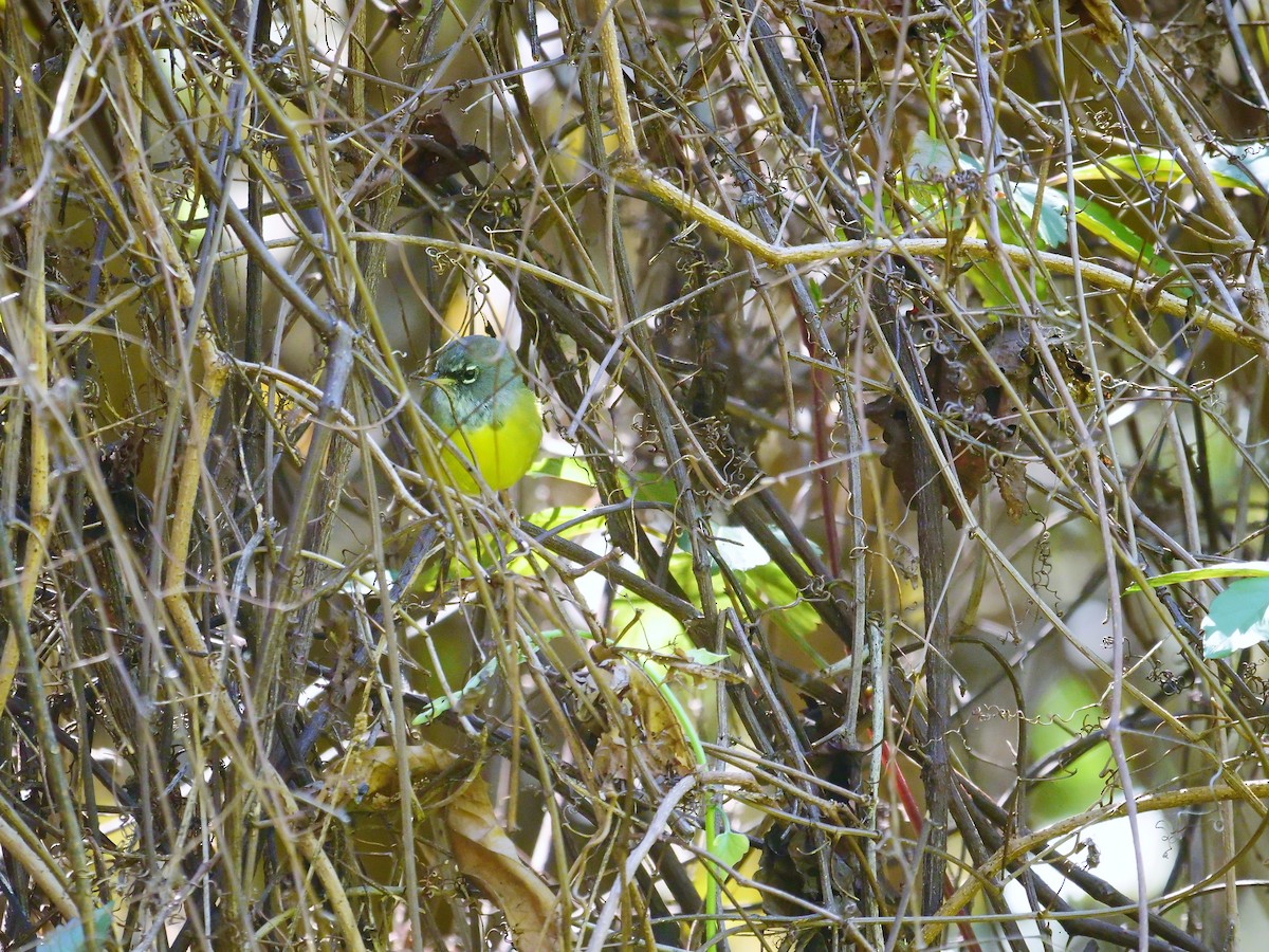 Dickichtwaldsänger - ML89566211