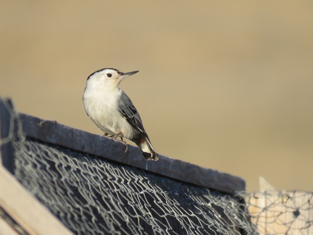 White-breasted Nuthatch - Nick Ramsey